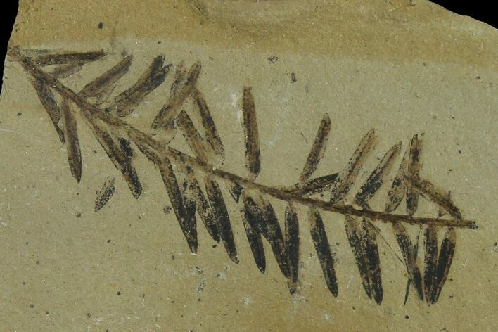 Dawn Redwood (Metasequoia) Fossil - Montana #165210